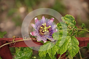 Purple blue passion flower vine plant Passiflora caerulea in bloom