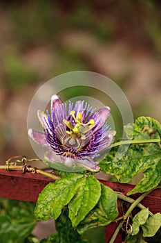 Purple blue passion flower vine plant Passiflora caerulea in bloom