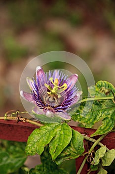 Purple blue passion flower vine plant Passiflora caerulea in bloom