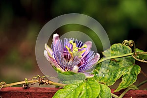 Purple blue passion flower vine plant Passiflora caerulea in bloom