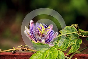 Purple blue passion flower vine plant Passiflora caerulea in bloom