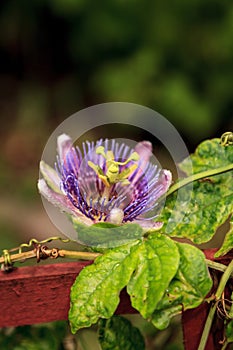 Purple blue passion flower vine plant Passiflora caerulea in bloom