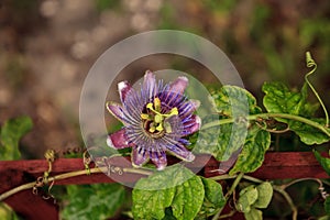 Purple blue passion flower vine plant Passiflora caerulea in bloom