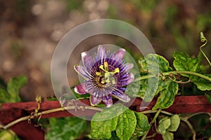 Purple blue passion flower vine plant Passiflora caerulea in bloom