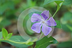 Purple blue periwinkle flower on green stem with leaves