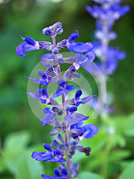 Purple-blue Salvia farinacea Divinorum sage seeds flower, Mealy blue sage ,Divining sage ,Victoria blue ,soft selective focus for