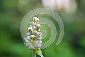 Purple-blue Salvia farinacea Divinorum sage seeds flower, Mealy blue sage ,Divining sage ,Victoria blue ,soft selective focus for