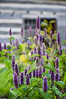 Purple blue Salvia Memorosa spike flowers