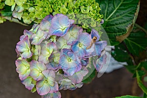 Purple, Blue, Yellow Colors of a Verigated Bigleaf Hydrangea photo