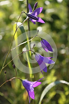 Purple bluebell on a green leafs background, vertical view.