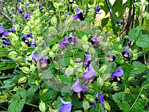 Purple Bluewings or Wishbone Flowers Plant