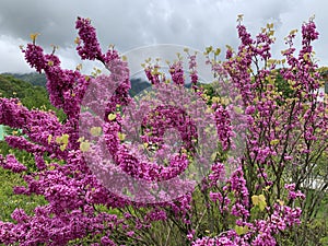 a purple blush blooming in the mountains