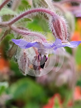 A hanging purple borage flower. Una flor de borraja morada colgando photo