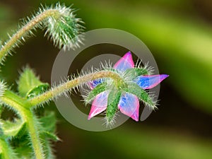 Purple borage flower shot from the back