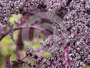 Purple borecole with frost in vegetable garden