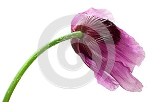 Purple bossom poppy