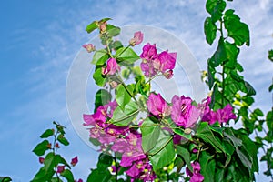 Purple Bougainvillae plant