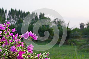 Purple bougainvillaea photo