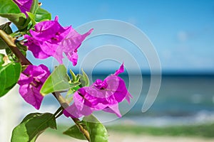 Purple bougainvillaea flowers in front of sea background photo