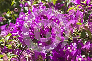 Purple bougainvillea