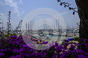 purple Bougainvillea across boats and yachts in the marina of Lavagna, Liguria, Italy. Coast view