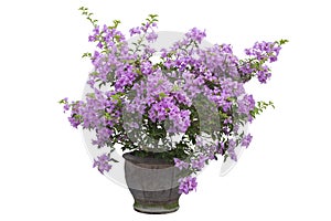 Purple Bougainvillea flower bloom in brown pot isolated on white background.