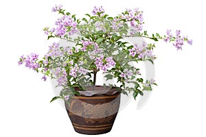 Purple Bougainvillea flower in brown pot isolated on white background.