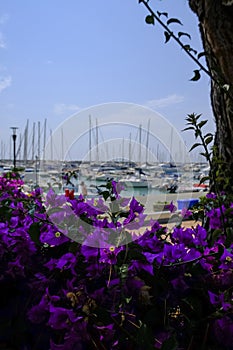 Purple bougainvillea flowers across boats and yachts in the harbor of Lavagna, Liguria, Italy on a sunny day.