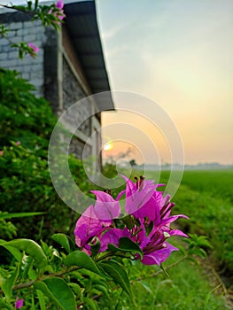 Purple Bougainvillea flowers bloom beautifully in the garden in front of the house