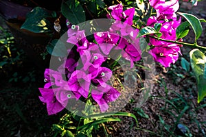 Purple bougainvillea flowers and green leaves