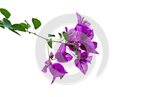 Purple bougainvillea flowers and green leaves