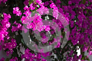 Purple bougainvillea flowers, macro focus. Tropical background.