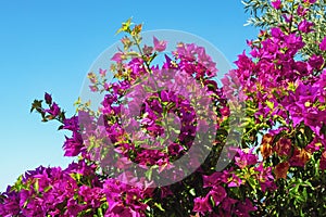 Purple Bougainvillea - ornamental vine with flower-like leaves - against blue sky