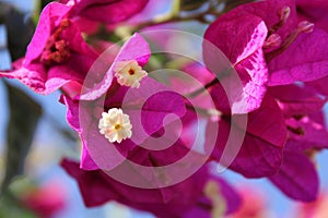 Purple Bougainvillea over blue sky, Touch of spring
