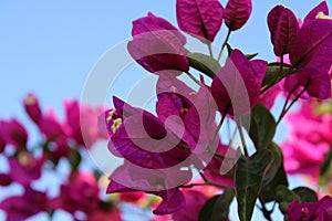 Purple Bougainvillea over blue sky, Touch of spring