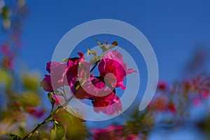 The bride`s bouquet. Beautiful bouquet of white, blue, pink flowers and greenery