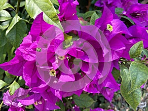 Purple Bouganvilla Flowers in May