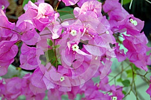 Purple Bouganvillia