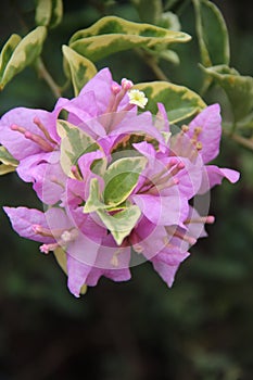 Purple Bougenville flower in a garden
