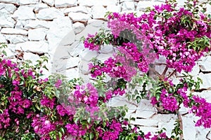 Purple bougenville flowers with white brick background