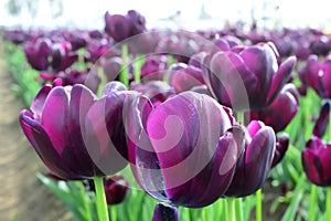 Purple Bouquet Tulips at Woodenshoe Tulip Farm in Woodburn Oregon