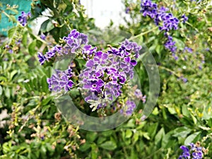 Purple Bouqute flower