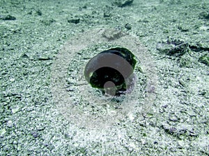 The purple box jellyfish in Myanmar divesite