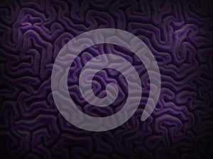 Purple Brain Coral from Caribbean Underwater