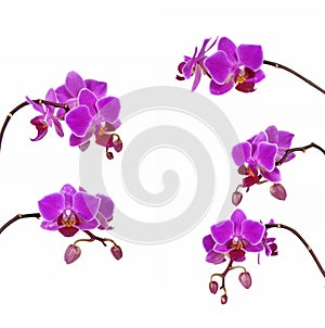 Purple branch orchid flower isolated on white