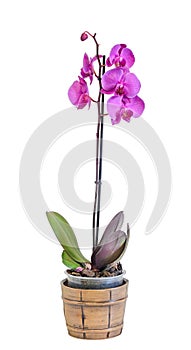 Purple branch orchid flowers, Orchidaceae, Phalaenopsis known as the Moth Orchid, abbreviated Phal