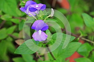 Purple Brazilian snapdragon beautiful flower , Otacanthus caeruleus Lindl, Blue Hawaii bush.