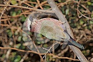 Purple Breasted Roller