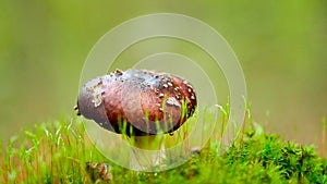 Purple Brittlegill mushroom on the forest floor
