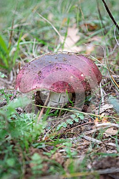 Purple brittlegill (Russula atropurpurea) edible wild mushroom